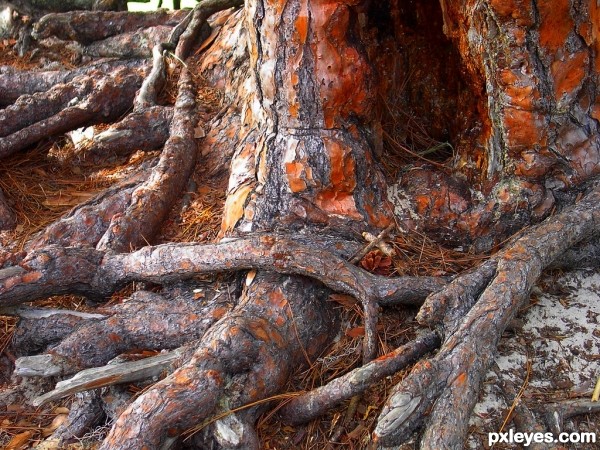 Amazing Roots